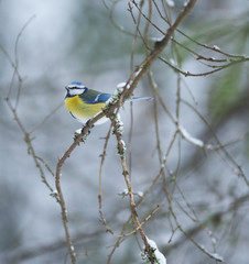 tit bird in the forest. winter