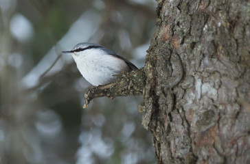 nuthatch bird on a fir tree trunk in the forest
