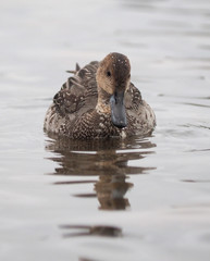 pintail duck on the lake