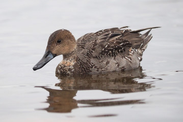pintail duck on the lake