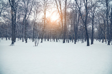 Snowy park and cold weather.