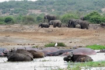 African elephant, Queen Elizabeth National Park, Uganda