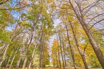 yellow trees in the park. autumn