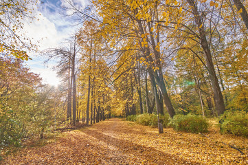 yellow trees in the park. autumn