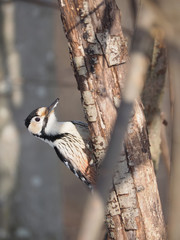 woodpecker on a tree trunk in the forest