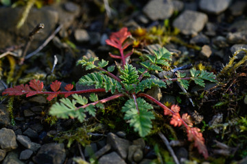 red flowers in garden