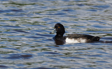 bird duck on the lake