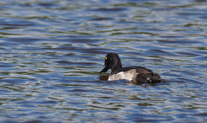 bird duck on the lake