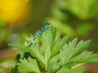 dragonfly on a leaf in summer
