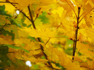 Naklejka na ściany i meble yellow maple leaves in the park. autumn