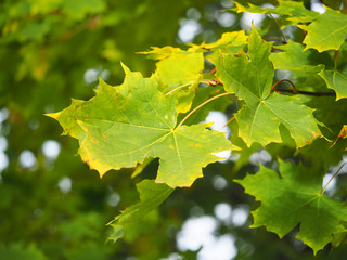 yellow maple leaves in the park. autumn