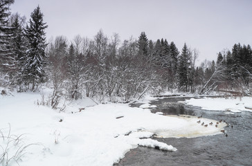 river in the taiga. winter