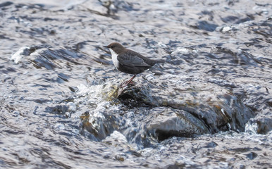 Dipper on the river bank. winter