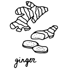 Hand drawn isolated indian food icon. Black outline illustration of indian spice. Fresh ginger root icon