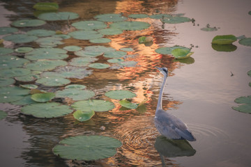 Crane and colorful reflections on a pond with nenuphars at sunset, China Taiwan - obrazy, fototapety, plakaty