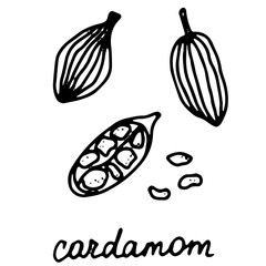 Hand drawn isolated indian food icon. Black outline illustration of indian spice. Cardamom spice icon