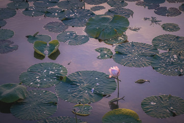 Lotus flower and nenuphars at sunset on a pond in Taiwan