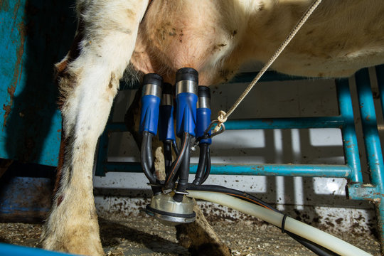 vier Melkbecher am Euter der Kuh, Milchgewinnung mit Unterdrck in der Milchwirtschaft