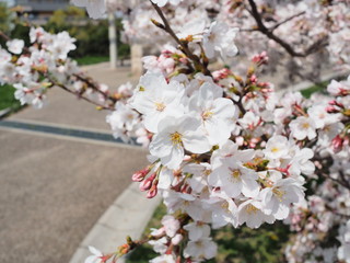 Cherry Blossoms