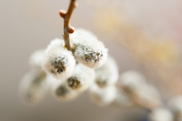 willow catkin pussy flowers
