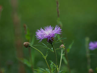 (Centaurea jacea) La centaurée jacée à fleurs rose pourpre aux feuilles lancéolées et rugueuses