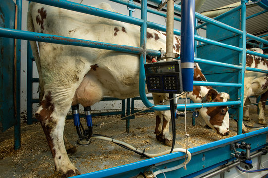 halbautomatisierter Melkstand, Kuh wird mit Melkzeug gemolken, Melkbecher sind an den Zitzen des Euters befestigt