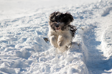 Happy Ponscha (PON / Schapendoes) running in snow