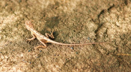 lizard on the rock