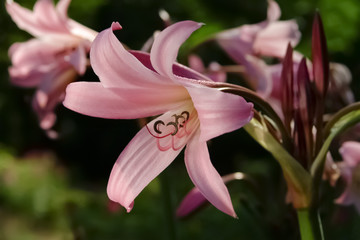 Hakenlilie Crinum rosa weiß Staubgefäße gebogen Blume Knospen Garten Zierpflanze Friedhof Trauer Beerdigung Grab Emotion Symbol Hochzeit Braut Strauß edel rein Schönheit Makro Nahaufnahme Details © ON-Photography