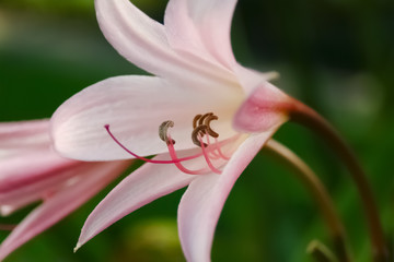 Hakenlilie Crinum rosa weiß Staubgefäße gebogen Blume Knospen Garten Zierpflanze Friedhof Trauer Beerdigung Grab Emotion Symbol Hochzeit Braut Strauß edel rein Schönheit Makro Nahaufnahme Details © ON-Photography