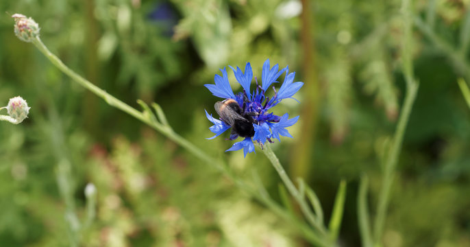 (Centaurea montana) Centaur&eacute;e des montagnes visit&eacute;e par un bourdon attir&eacute; par les parfums de son nectar et r&eacute;coltant son pollen
