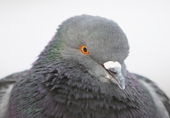 portrait of a dove in the park