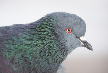 portrait of a dove in the park