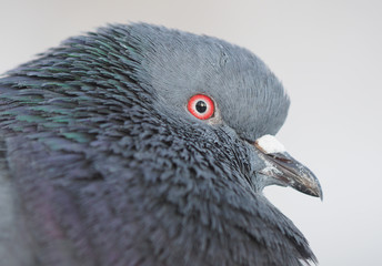 portrait of a dove in the park