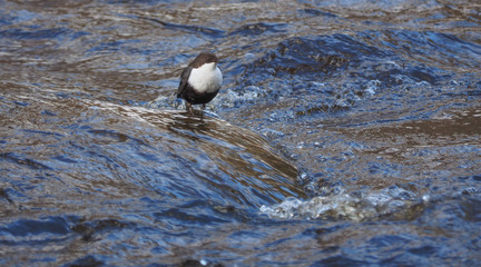 Dipper bird on the river. winter