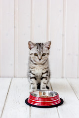 Gray kitten sitting near the food bowl.