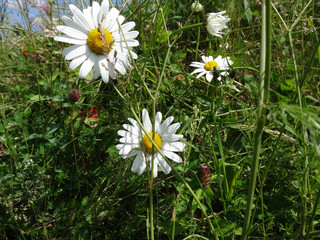 white summer daisies blooming in the meadow