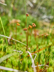 moss in the swamp. forest. taiga
