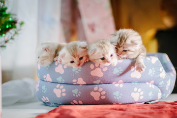 Fototapeta na wymiar Four gray kittens in a pet pad