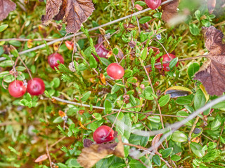 cranberries in the swamp. forest