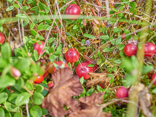 cranberries in the swamp. forest