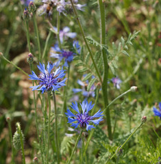(Centaurea montana) Centaurées des montagnes ou bleuet vivace aux fleurs bleue-rose