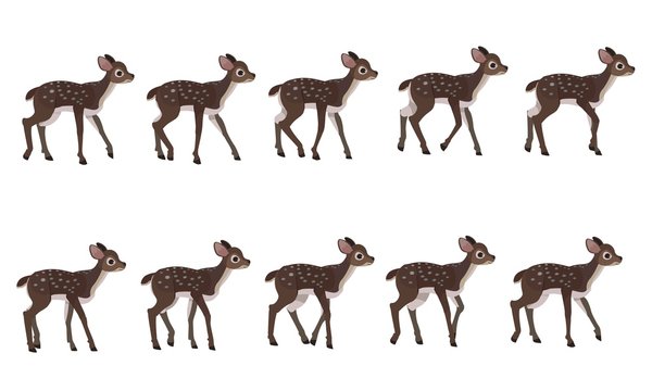 Spotted deer's walking cycle for animation. Steps of deer cub.