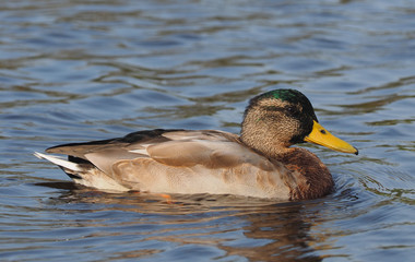 Mallard duck on the river