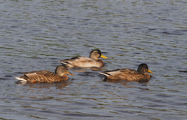 Mallard duck on the river