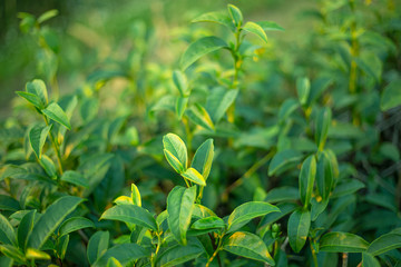 close up fresh tea bud field defocus background yellow gold bokeh sunlight scene.