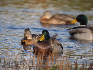 Mallard duck on the river