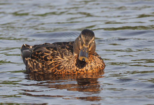 Mallard duck on the river