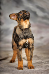 Obraz premium brown puppy mongrel on a winter background