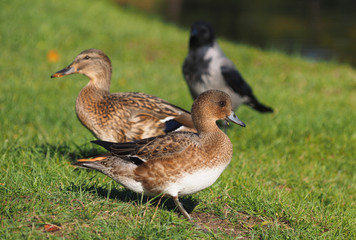 Eurasian wigeon in a park by the river